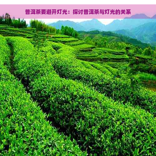 普洱茶要避开灯光：探讨普洱茶与灯光的关系