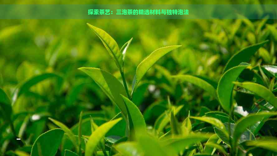 探索茶艺：三泡茶的精选材料与独特泡法