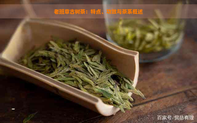 老班章古树茶：特点、功效与茶系概述