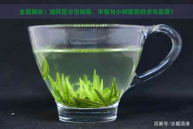 全面解析：如何区分古树茶、木茶与小树茶的特点与品质？