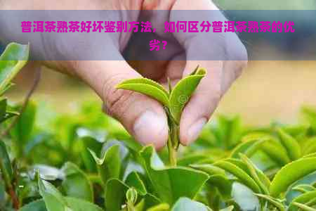 普洱茶熟茶好坏鉴别方法，如何区分普洱茶熟茶的优劣？