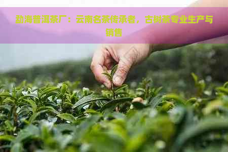 勐海普洱茶厂：云南名茶传承者，古树茶专业生产与销售