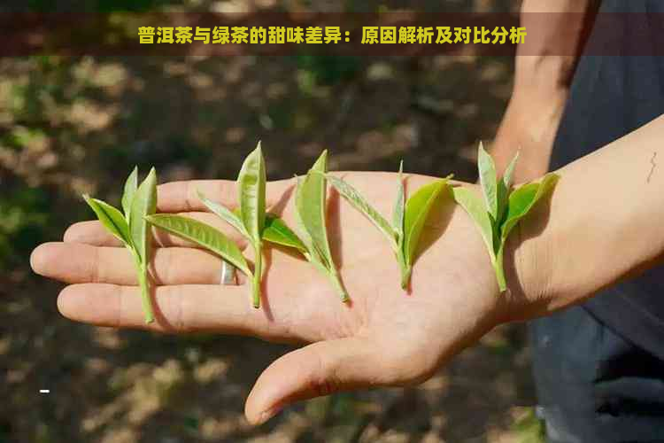 普洱茶与绿茶的甜味差异：原因解析及对比分析