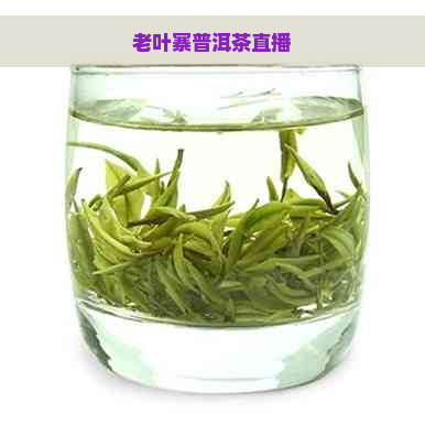 老叶寨普洱茶直播