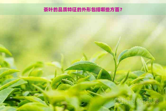 茶叶的品质特征的外形包括哪些方面？