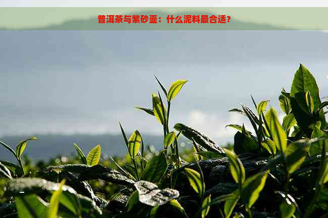 普洱茶与紫砂壶：什么泥料最合适？