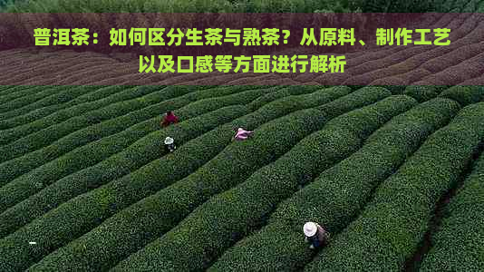 普洱茶：如何区分生茶与熟茶？从原料、制作工艺以及口感等方面进行解析