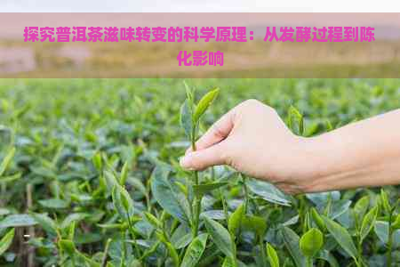 探究普洱茶滋味转变的科学原理：从发酵过程到陈化影响