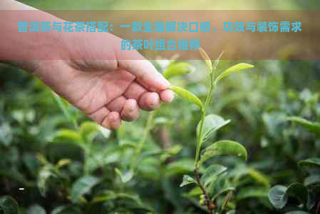 普洱茶与花茶搭配：一款全面解决口感、功效与装饰需求的茶叶组合推荐