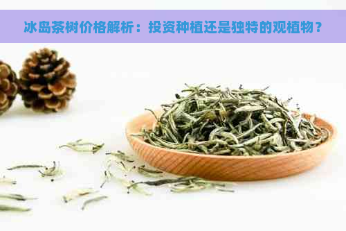 冰岛茶树价格解析：投资种植还是独特的观植物？