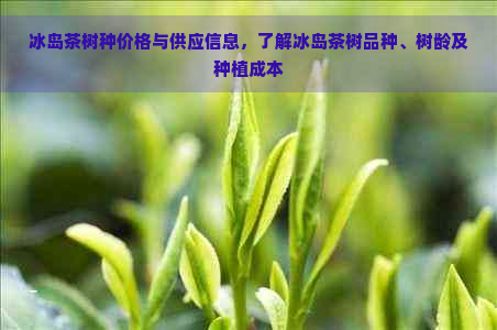 冰岛茶树种价格与供应信息，了解冰岛茶树品种、树龄及种植成本