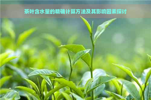 茶叶含水量的精确计算方法及其影响因素探讨