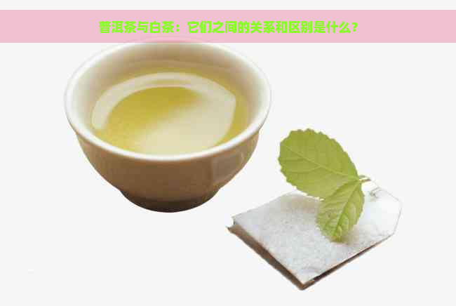 普洱茶与白茶：它们之间的关系和区别是什么？