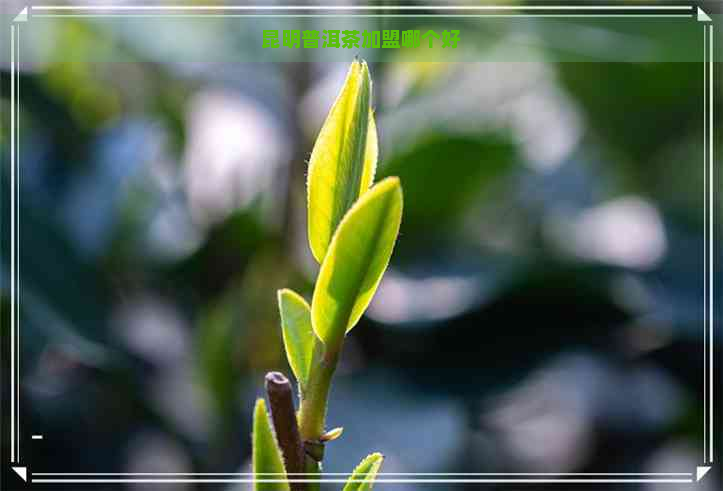 昆明普洱茶加盟哪个好