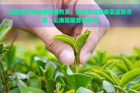 高阳普洱茶昆明哪里有卖：昆明普洱茶专卖店及市场、云南昆明普洱茶场