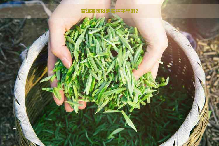 普洱茶可以泡在杯子里吗？