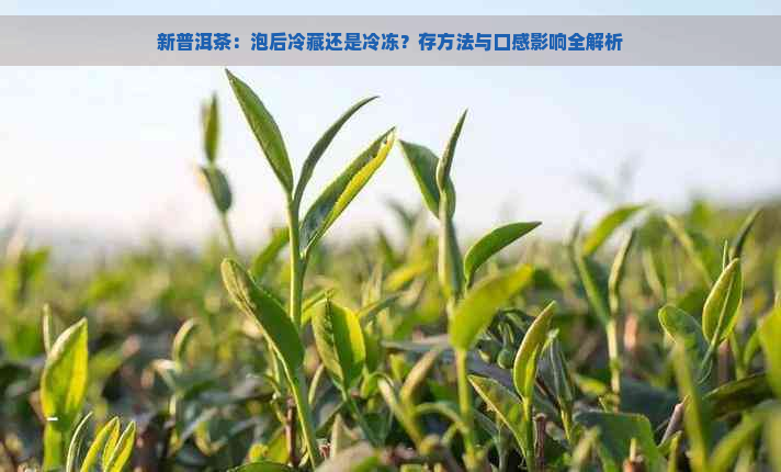 新普洱茶：泡后冷藏还是冷冻？存方法与口感影响全解析