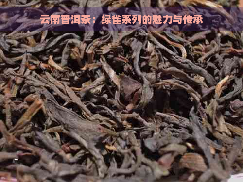 云南普洱茶：绿雀系列的魅力与传承