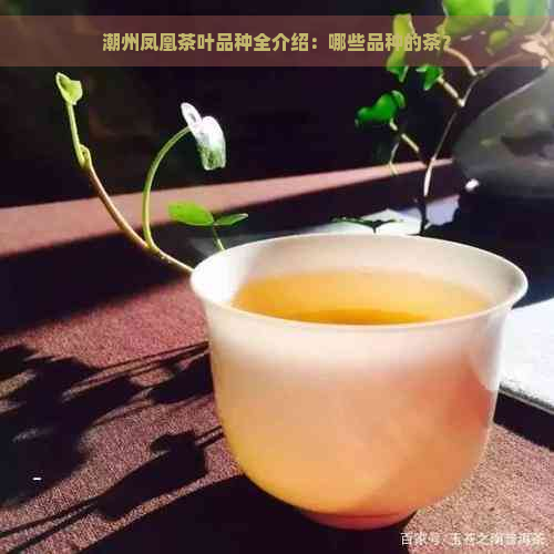 潮州凤凰茶叶品种全介绍：哪些品种的茶？