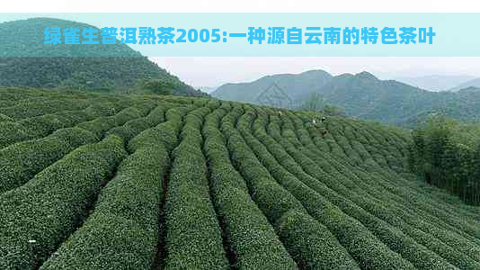 绿雀生普洱熟茶2005:一种源自云南的特色茶叶