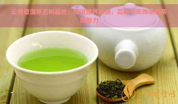 云南普洱茶古树基地：探访世界茶源，品味千年传承的茶叶魅力