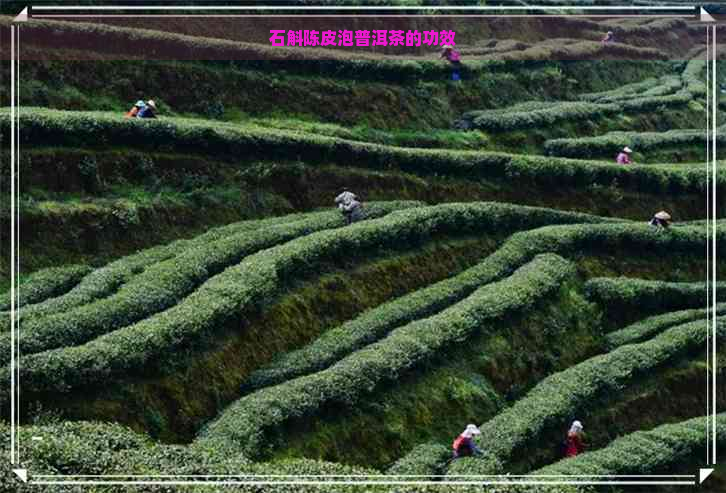 石斛陈皮泡普洱茶的功效