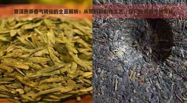 普洱熟茶香气转化的全面解析：从原料到制作工艺，探究熟茶香气的奥秘