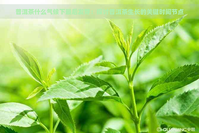 普洱茶什么气候下最后发芽：探讨普洱茶生长的关键时间节点