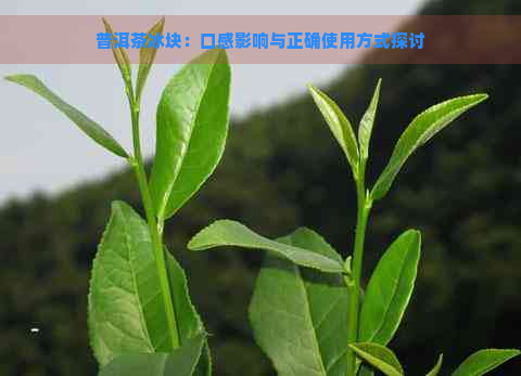 普洱茶冰块：口感影响与正确使用方式探讨