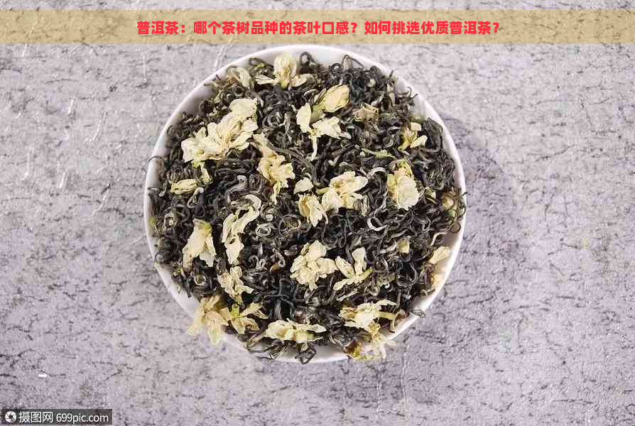 普洱茶：哪个茶树品种的茶叶口感？如何挑选优质普洱茶？