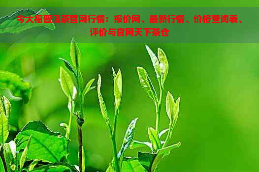 今大福普洱茶官网行情：报价网、最新行情、价格查询表、评价与官网天下茶仓