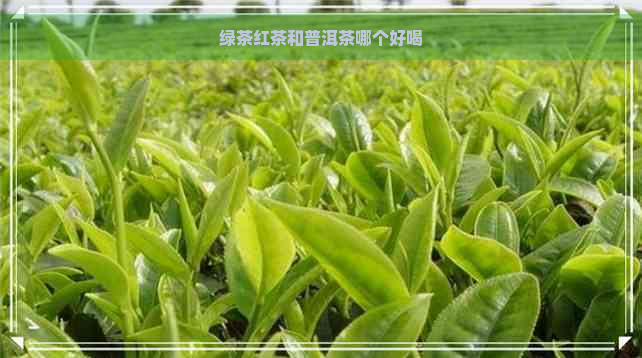 绿茶红茶和普洱茶哪个好喝