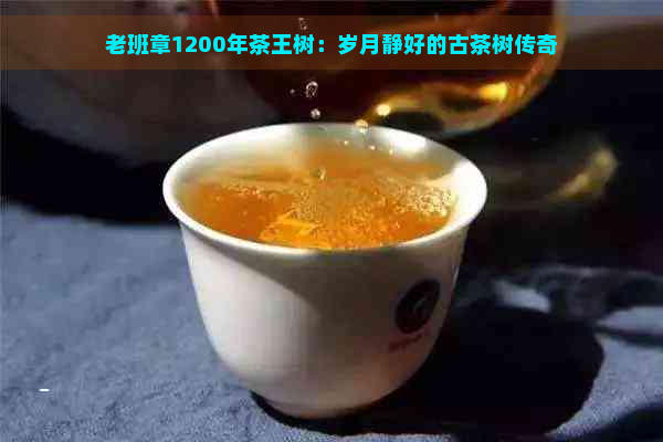 老班章1200年茶王树：岁月静好的古茶树传奇