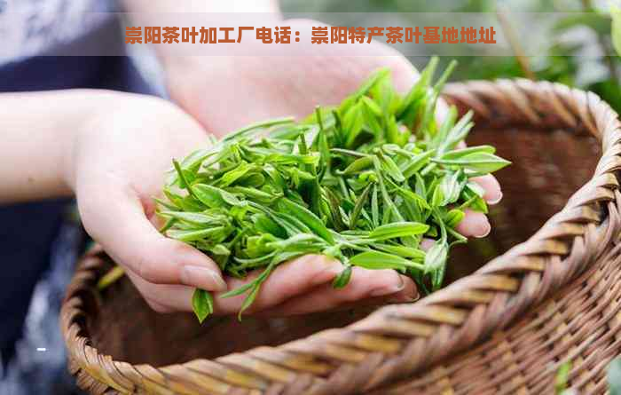 崇阳茶叶加工厂电话：崇阳特产茶叶基地地址