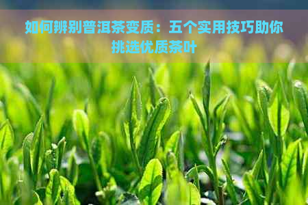 如何辨别普洱茶变质：五个实用技巧助你挑选优质茶叶