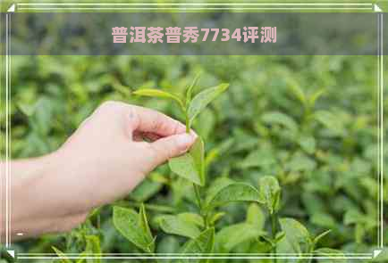 普洱茶普秀7734评测