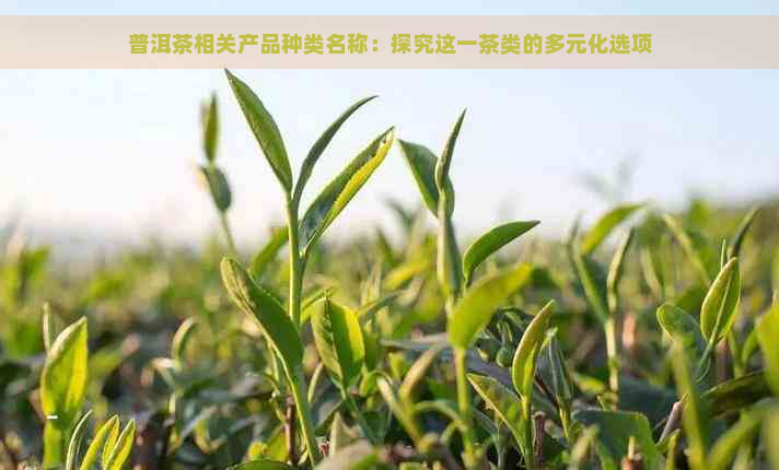 普洱茶相关产品种类名称：探究这一茶类的多元化选项