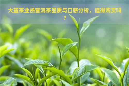 大益茶业熟普洱茶品质与口感分析，值得购买吗？