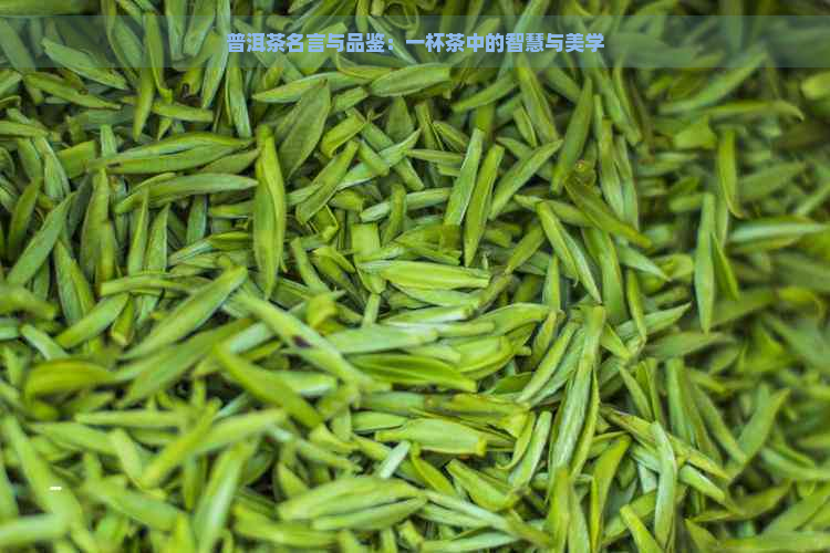 普洱茶名言与品鉴：一杯茶中的智慧与美学