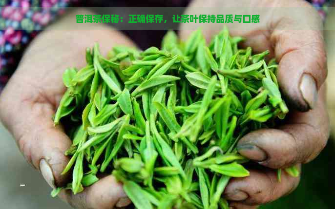 普洱茶保秘：正确保存，让茶叶保持品质与口感