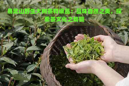 易武山野生大树茶特级品：品味自然之美，探索茶文化之精髓