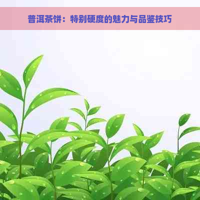 普洱茶饼：特别硬度的魅力与品鉴技巧