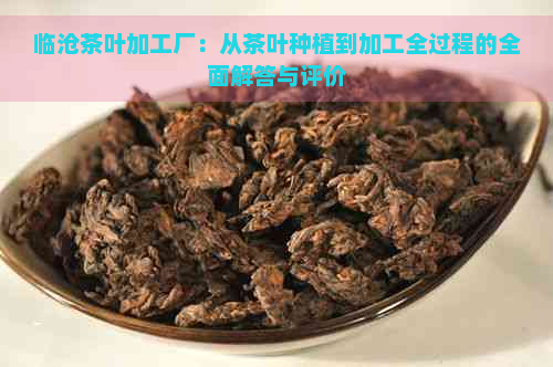 临沧茶叶加工厂：从茶叶种植到加工全过程的全面解答与评价