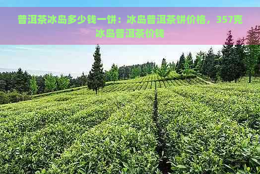 普洱茶冰岛多少钱一饼：冰岛普洱茶饼价格，357克冰岛普洱茶价钱