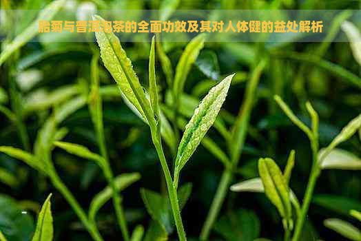 胎菊与普洱泡茶的全面功效及其对人体健的益处解析