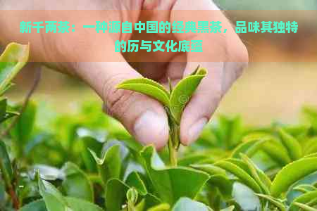 新千两茶：一种源自中国的经典黑茶，品味其独特的历与文化底蕴