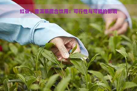 红茶、普洱茶混合饮用：可行性与可能的影响