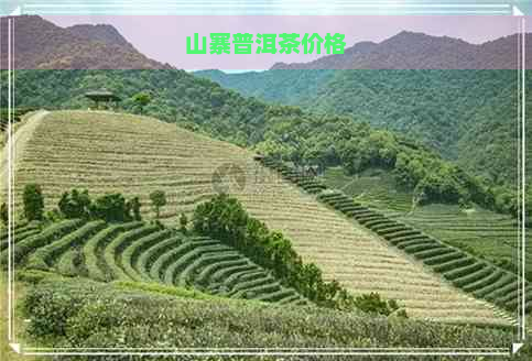 山寨普洱茶价格