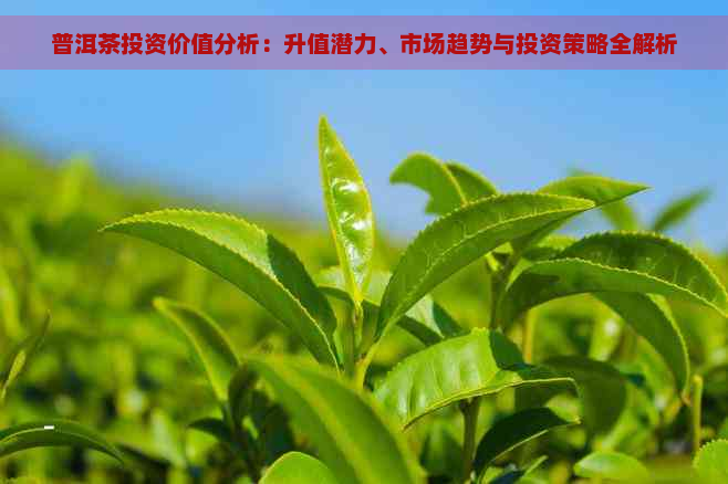 普洱茶投资价值分析：升值潜力、市场趋势与投资策略全解析