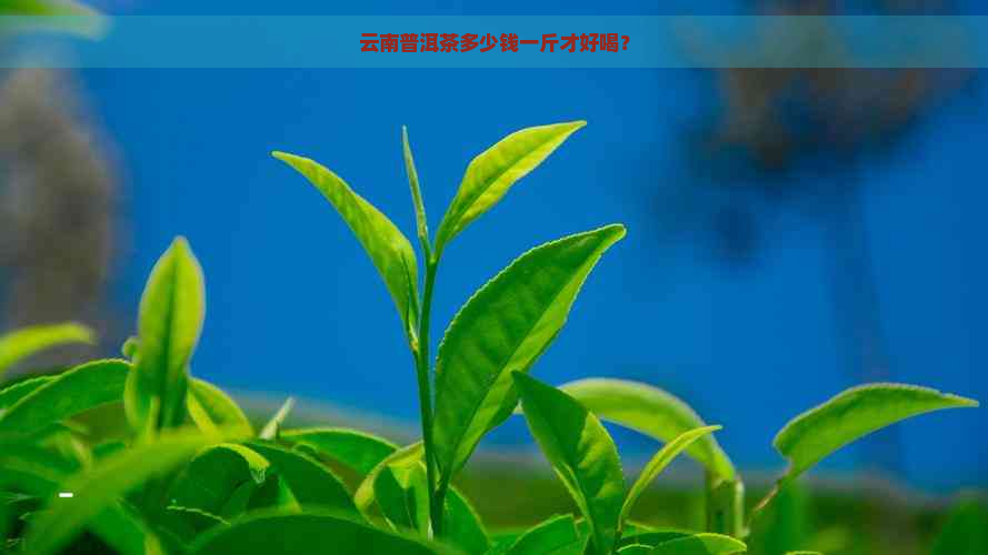 云南普洱茶多少钱一斤才好喝？